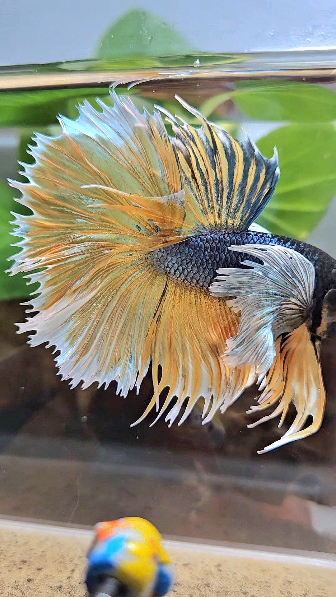 LUXURY XL HALSUN SUPER DUMBO EAR COPPER YELLOW MUSTARD GAS BETTA FISH