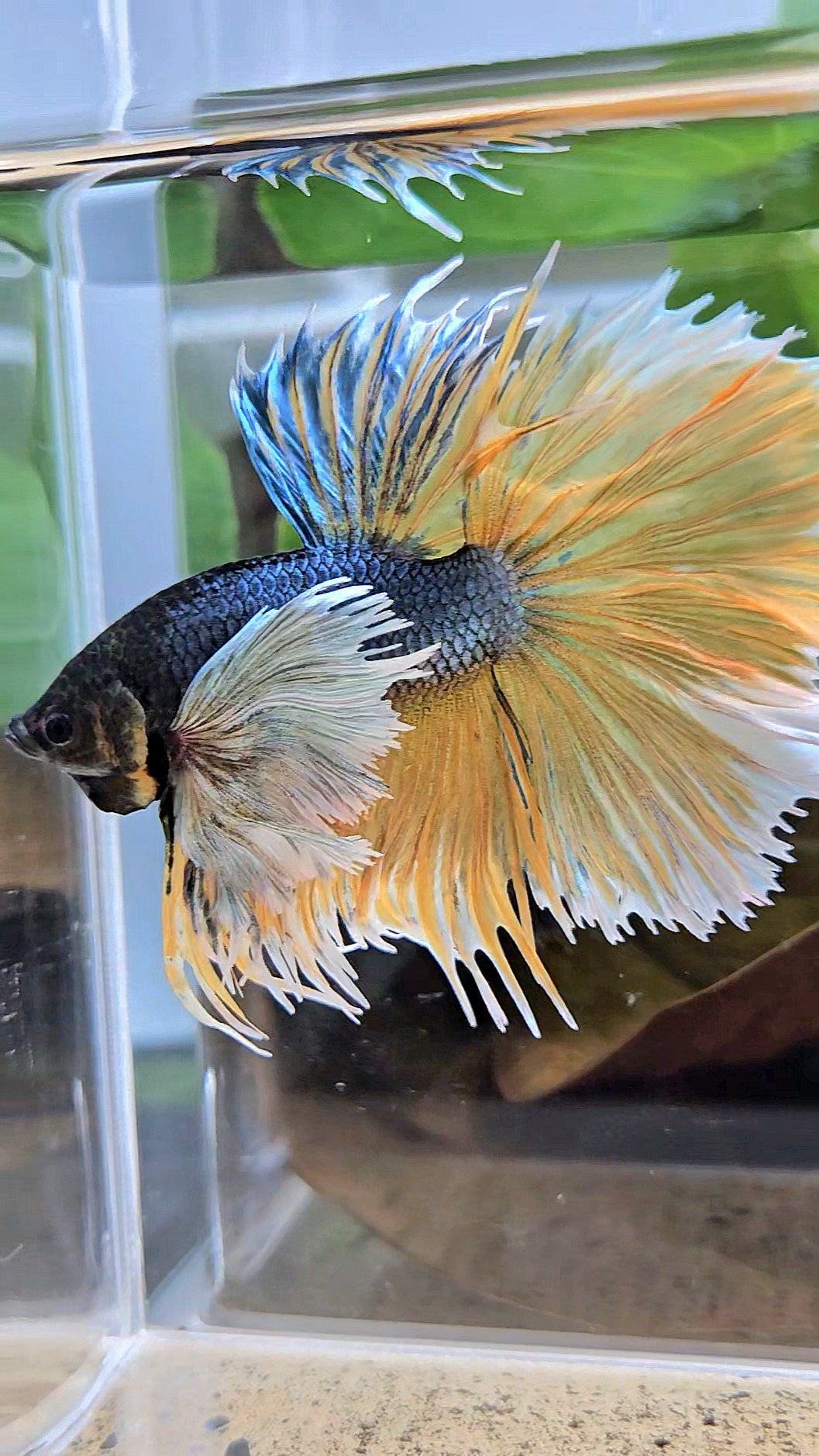 LUXURY XL HALSUN SUPER DUMBO EAR COPPER YELLOW MUSTARD GAS BETTA FISH