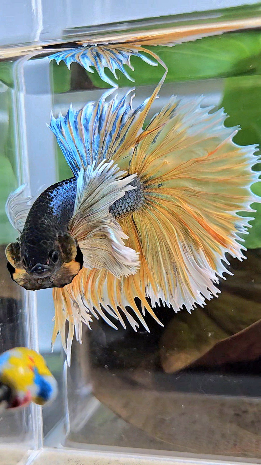 LUXURY XL HALSUN SUPER DUMBO EAR COPPER YELLOW MUSTARD GAS BETTA FISH