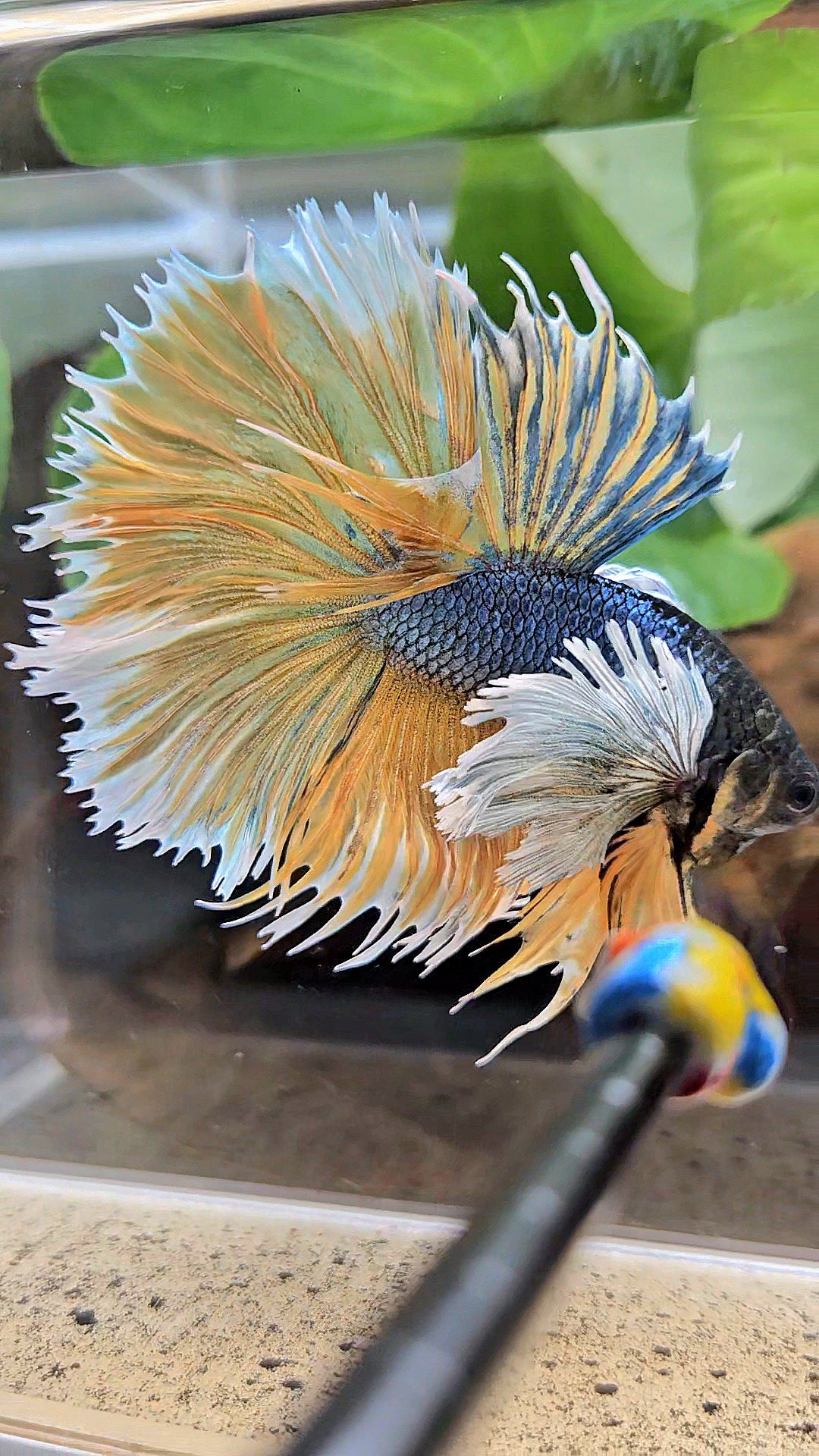 LUXURY XL HALSUN SUPER DUMBO EAR COPPER YELLOW MUSTARD GAS BETTA FISH