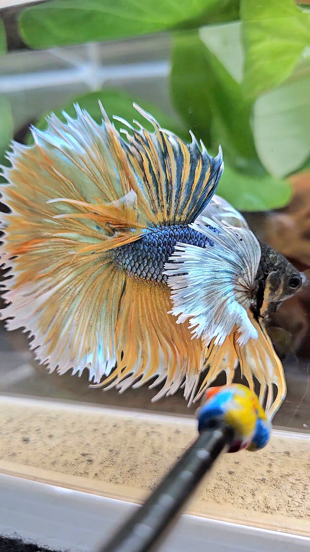 LUXURY XL HALSUN SUPER DUMBO EAR COPPER YELLOW MUSTARD GAS BETTA FISH