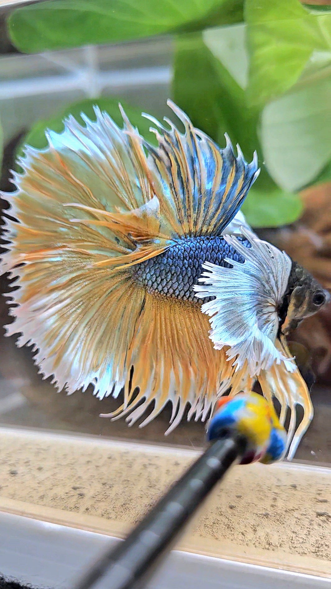LUXURY XL HALSUN SUPER DUMBO EAR COPPER YELLOW MUSTARD GAS BETTA FISH