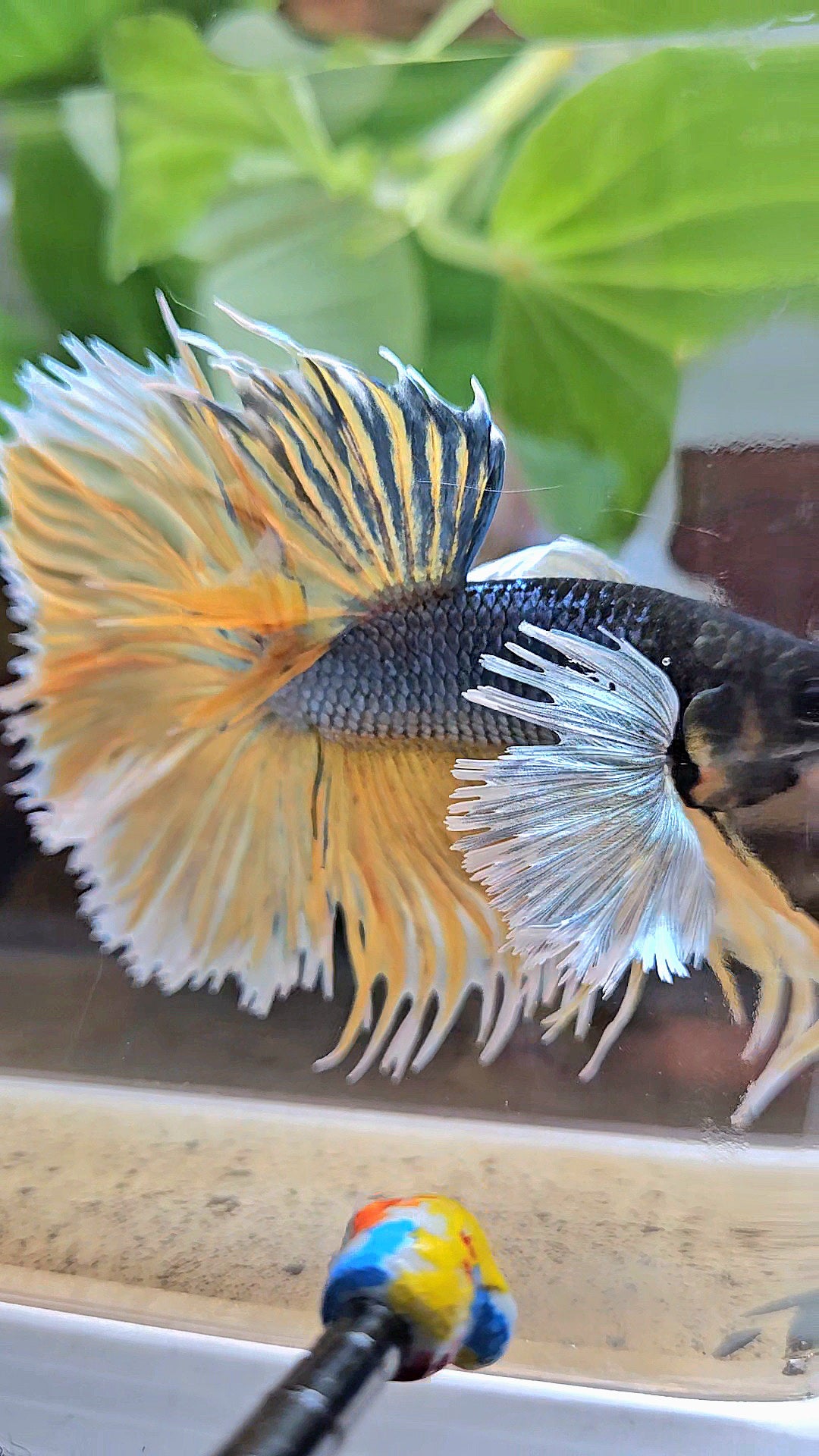 LUXURY XL HALSUN SUPER DUMBO EAR COPPER YELLOW MUSTARD GAS BETTA FISH
