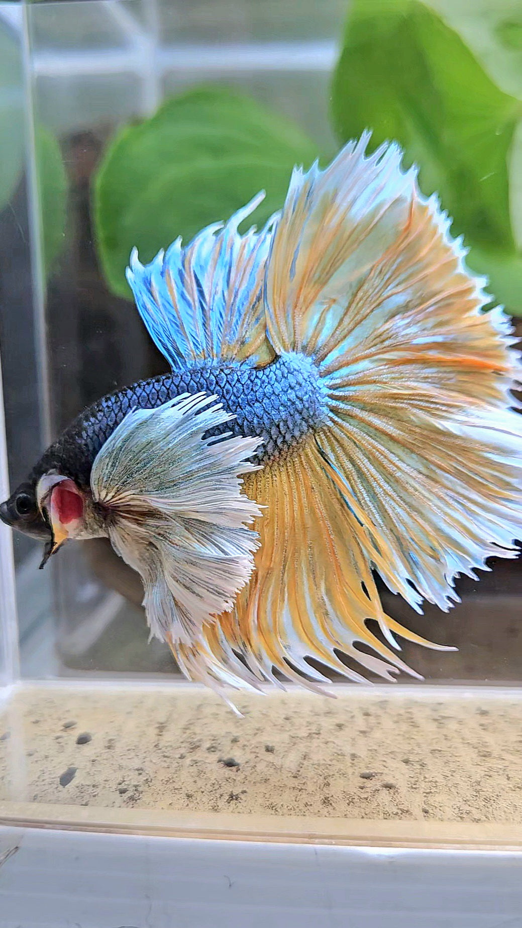 LUXURY XL HALSUN SUPER DUMBO EAR COPPER YELLOW MUSTARD GAS BETTA FISH