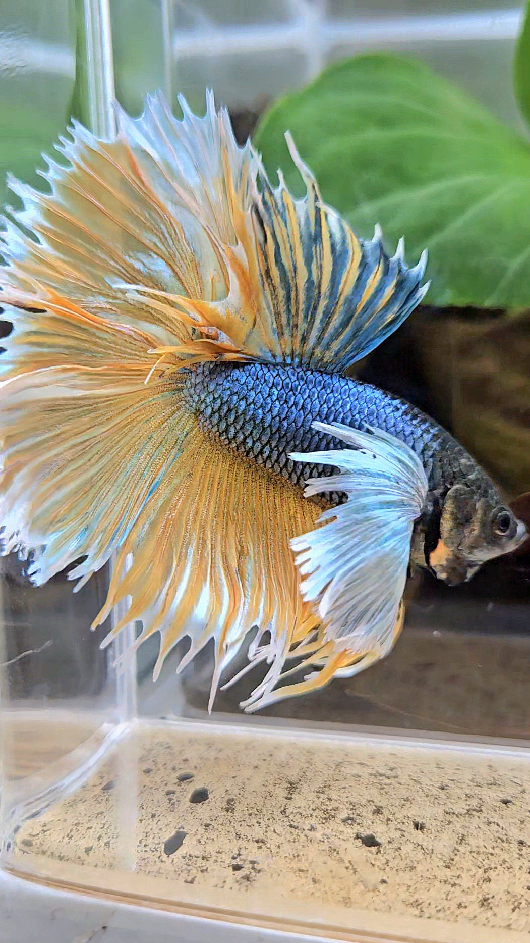 LUXURY XL HALSUN SUPER DUMBO EAR COPPER YELLOW MUSTARD GAS BETTA FISH