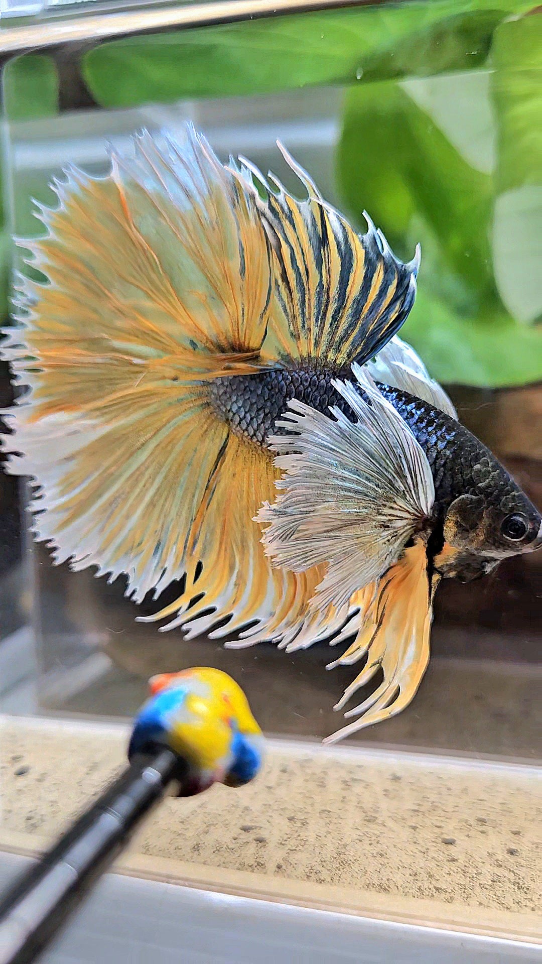 LUXURY XL HALSUN SUPER DUMBO EAR COPPER YELLOW MUSTARD GAS BETTA FISH
