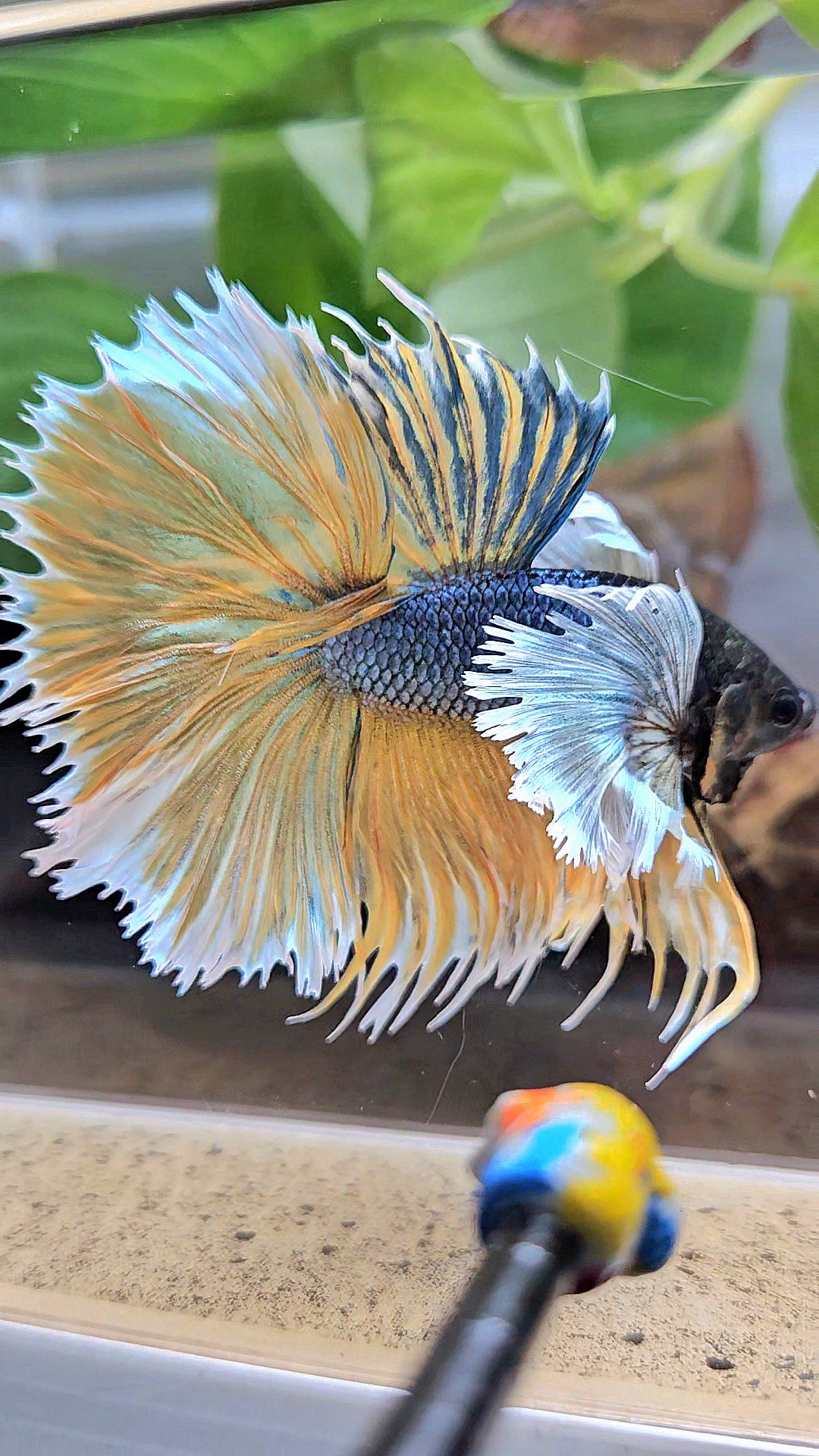 LUXURY XL HALSUN SUPER DUMBO EAR COPPER YELLOW MUSTARD GAS BETTA FISH