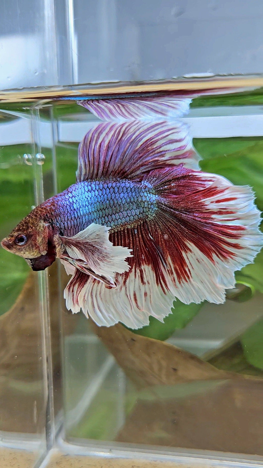 HALFMOON DUMBO EAR DOUBLE TAIL RED MAGENTA BETTA FISH