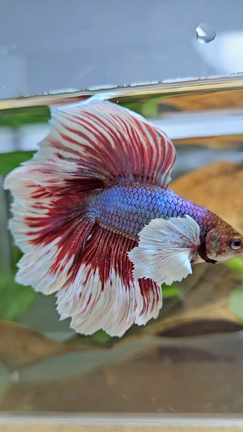 HALFMOON DUMBO EAR DOUBLE TAIL RED MAGENTA BETTA FISH