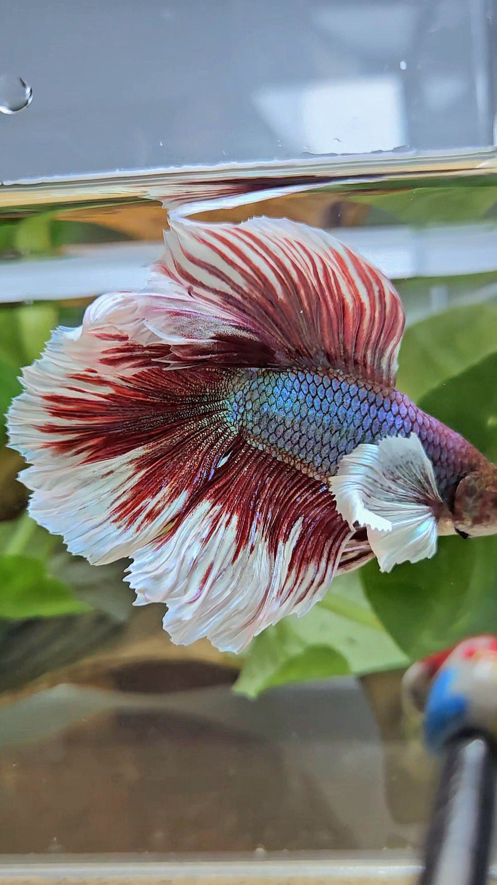 HALFMOON DUMBO EAR DOUBLE TAIL RED MAGENTA BETTA FISH