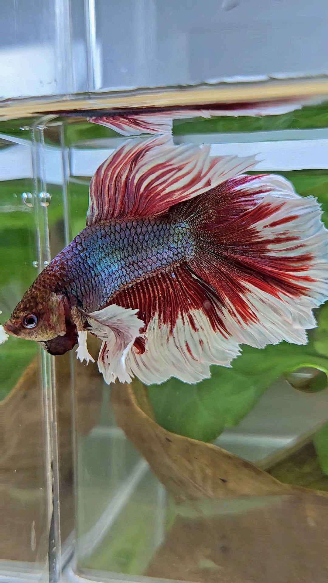 HALFMOON DUMBO EAR DOUBLE TAIL RED MAGENTA BETTA FISH