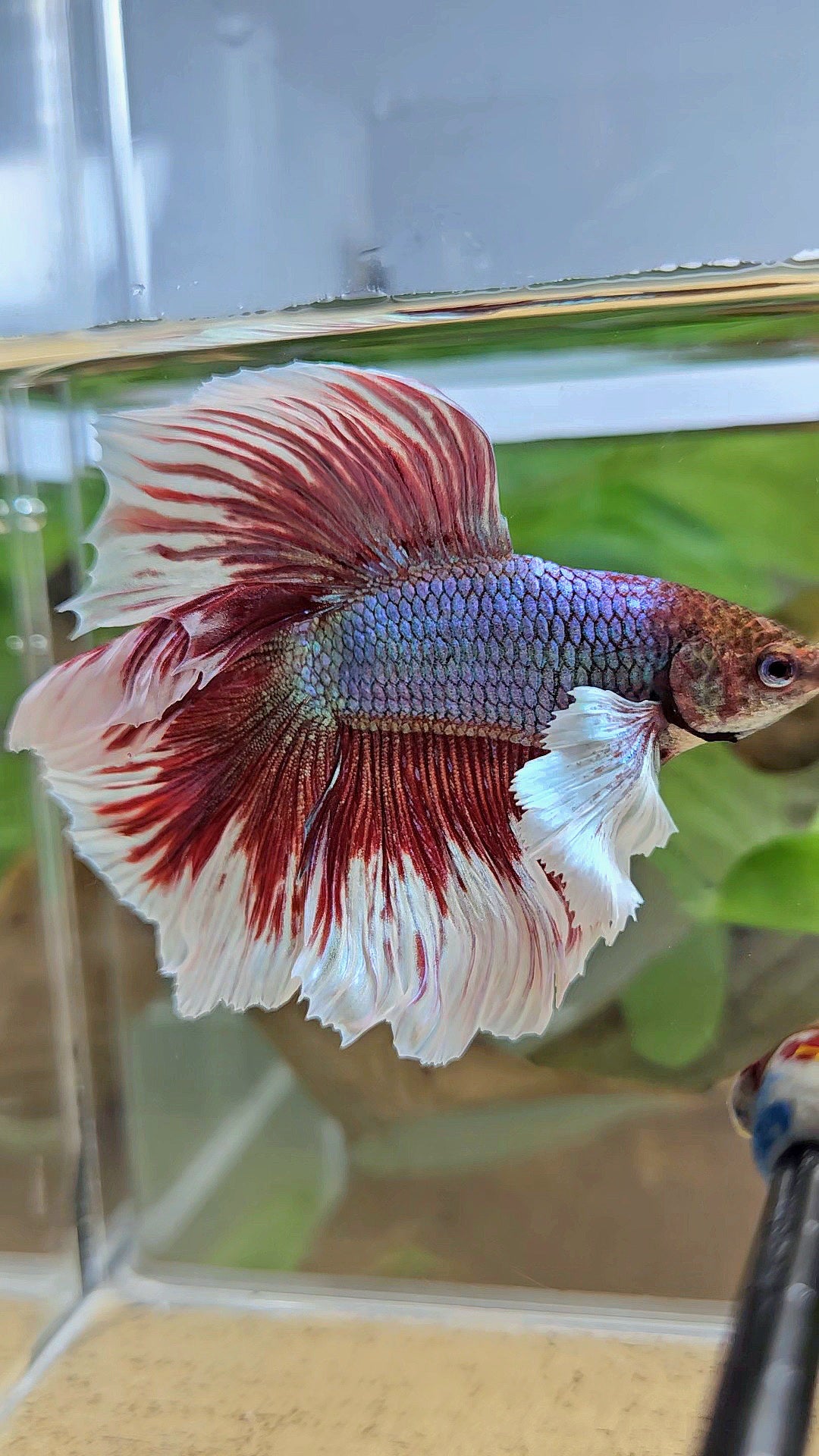 HALFMOON DUMBO EAR DOUBLE TAIL RED MAGENTA BETTA FISH