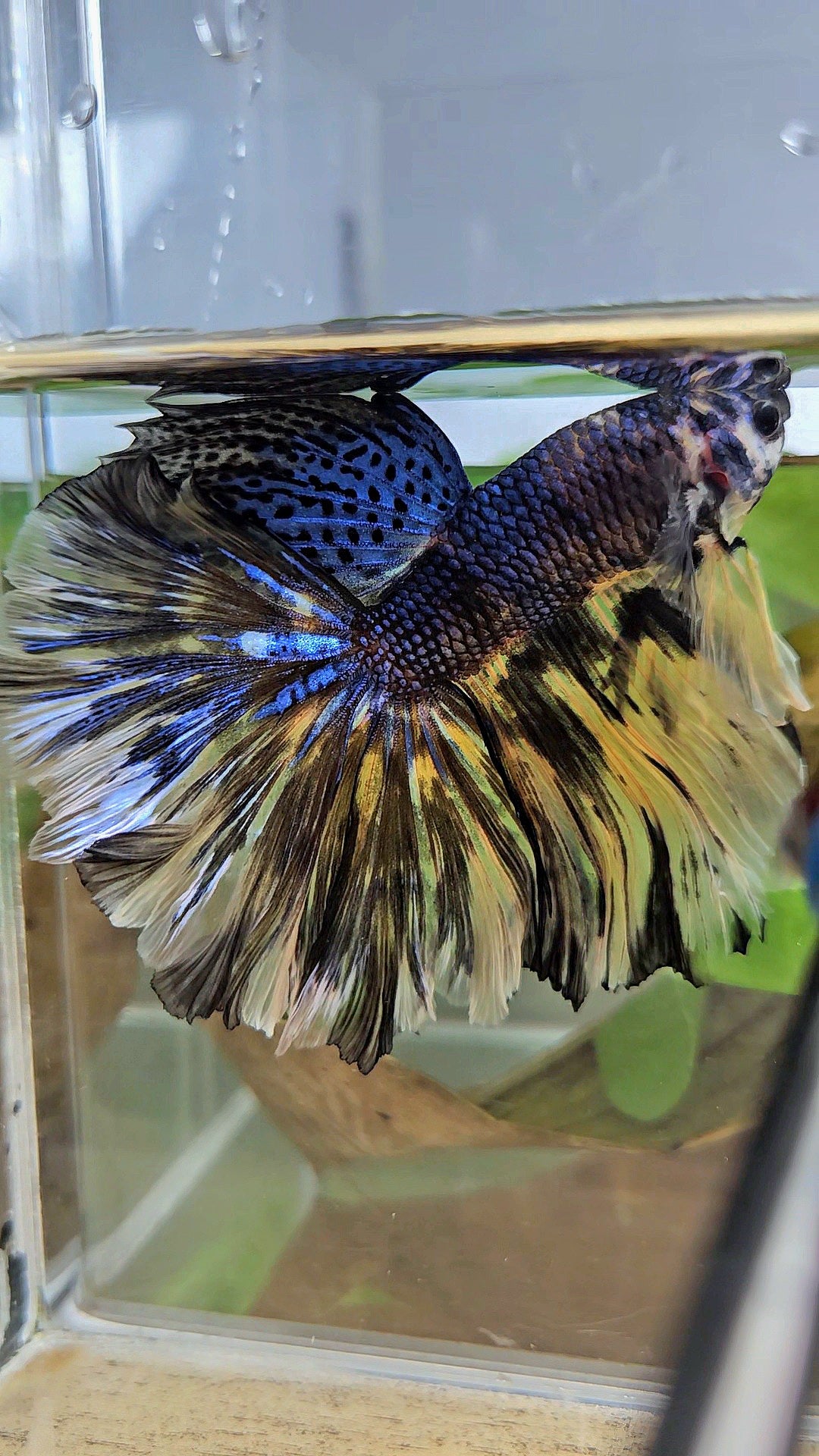 XL HALFMOON ROSETAIL YELLOW TIGER METALLIC BETTA FISH