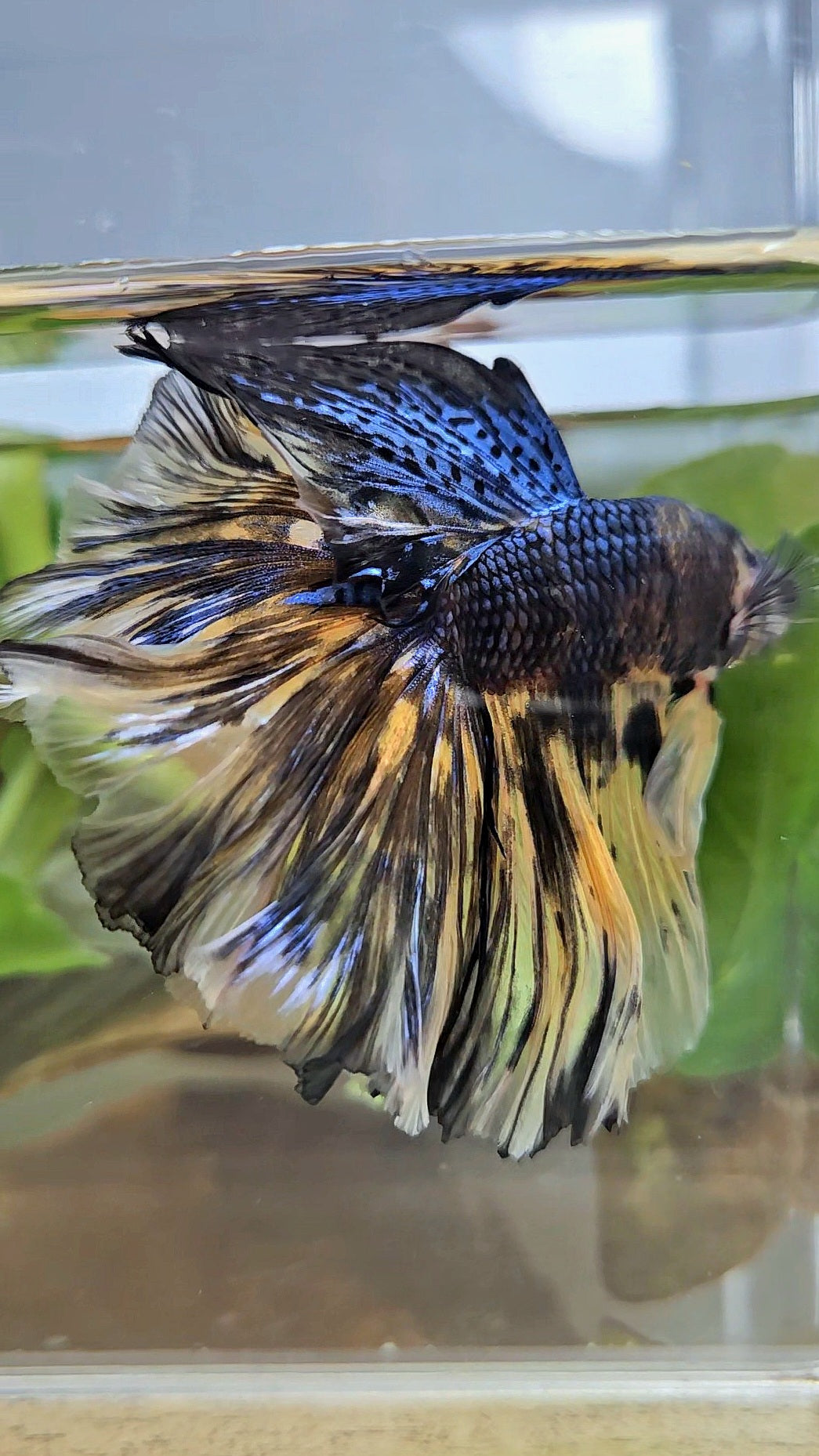 XL HALFMOON ROSETAIL YELLOW TIGER METALLIC BETTA FISH