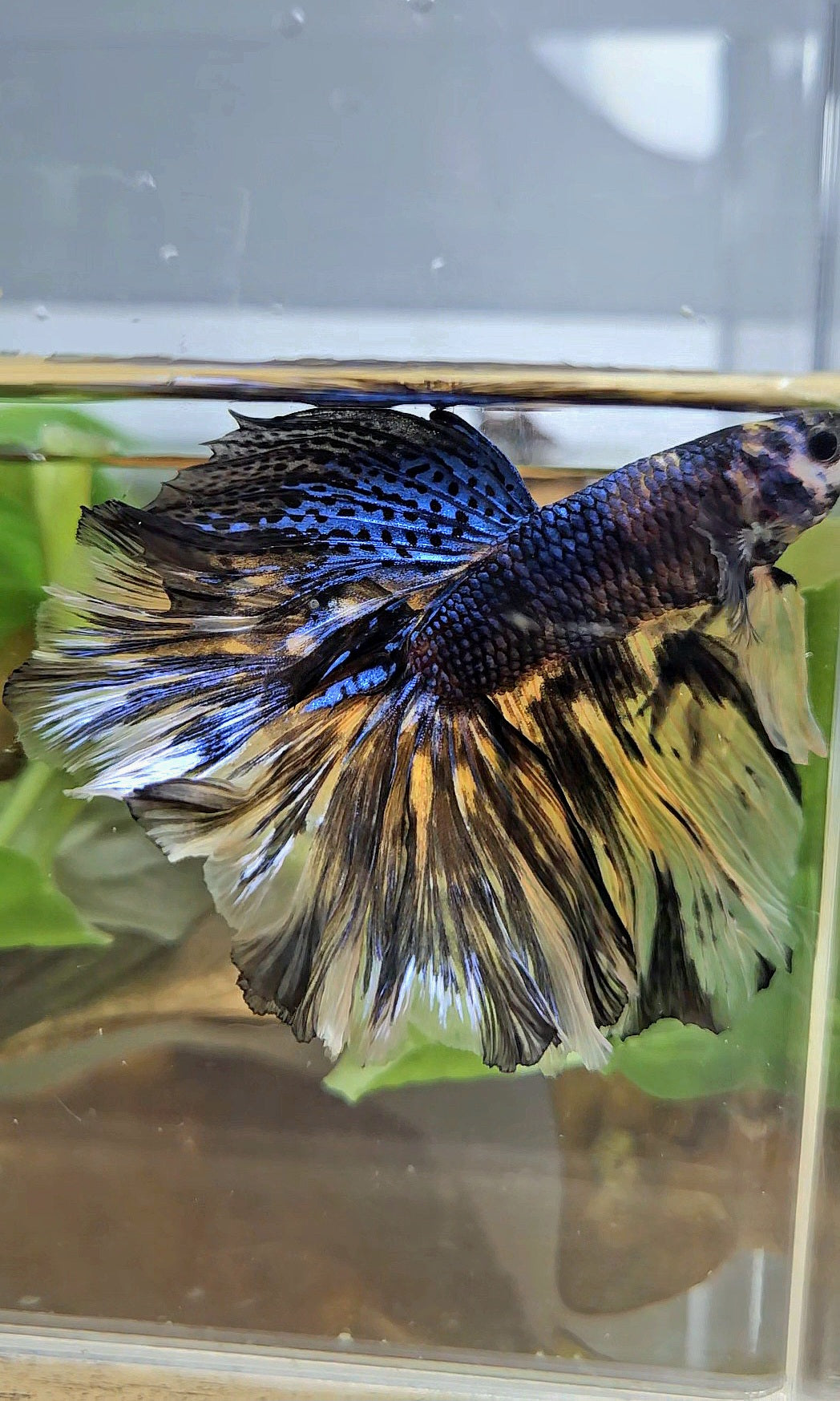 XL HALFMOON ROSETAIL YELLOW TIGER METALLIC BETTA FISH