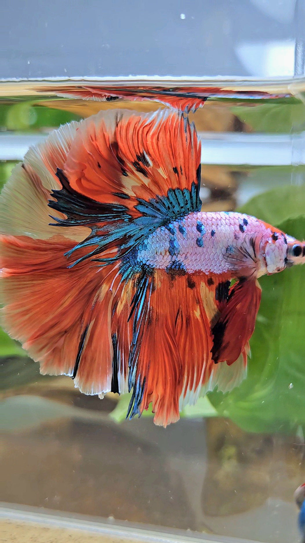 LUXURY HALFMOON OVER ROSETAIL ORANGE FANCY SUPER MULTICOLOR BETTA FISH