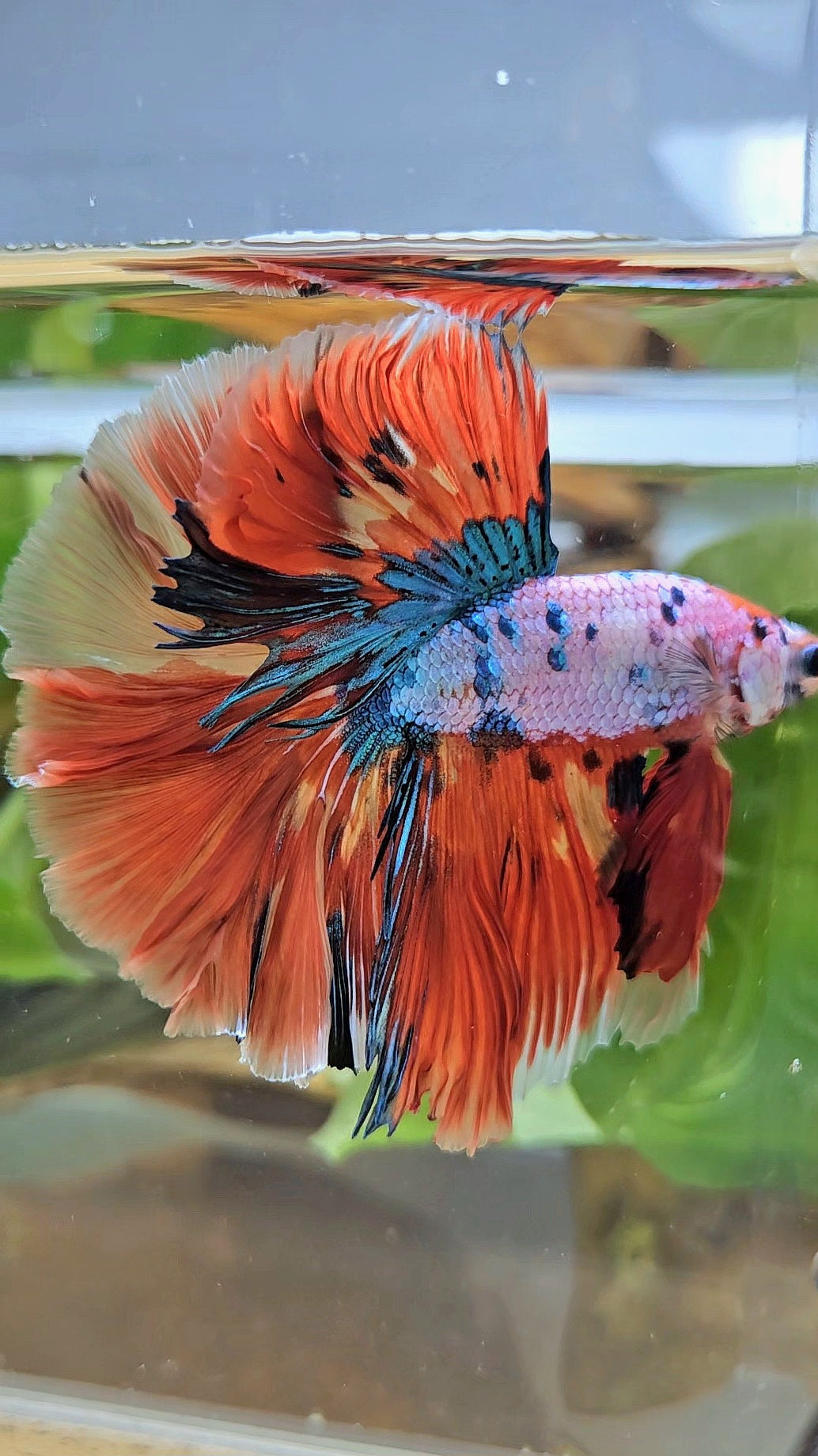 LUXURY HALFMOON OVER ROSETAIL ORANGE FANCY SUPER MULTICOLOR BETTA FISH