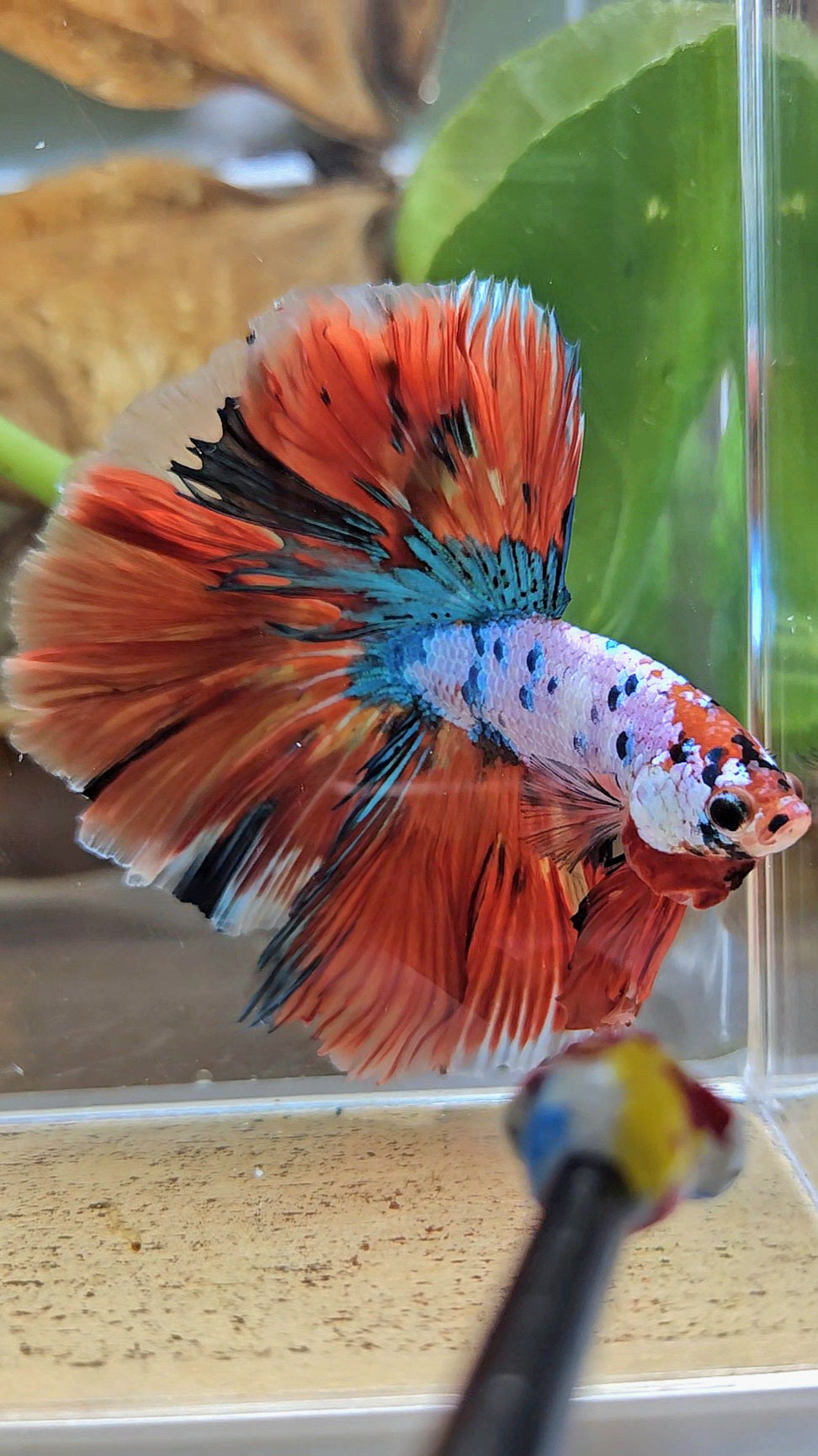 LUXURY HALFMOON OVER ROSETAIL ORANGE FANCY SUPER MULTICOLOR BETTA FISH