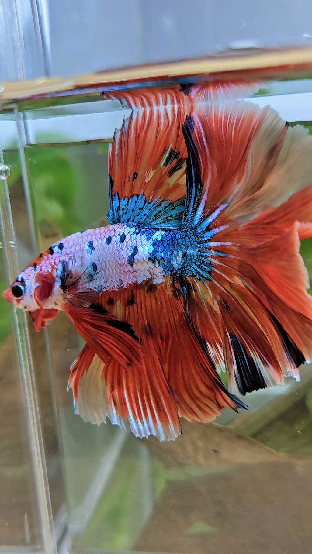 LUXURY HALFMOON OVER ROSETAIL ORANGE FANCY SUPER MULTICOLOR BETTA FISH