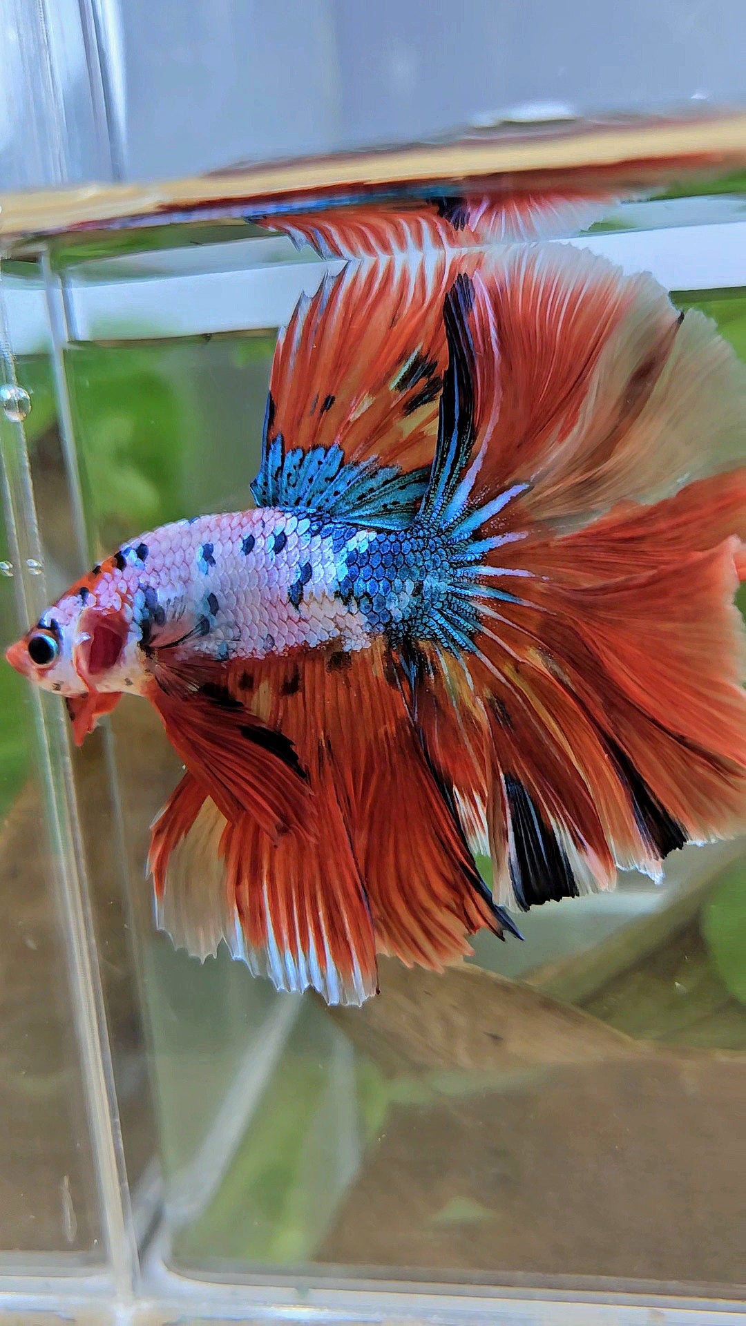 LUXURY HALFMOON OVER ROSETAIL ORANGE FANCY SUPER MULTICOLOR BETTA FISH