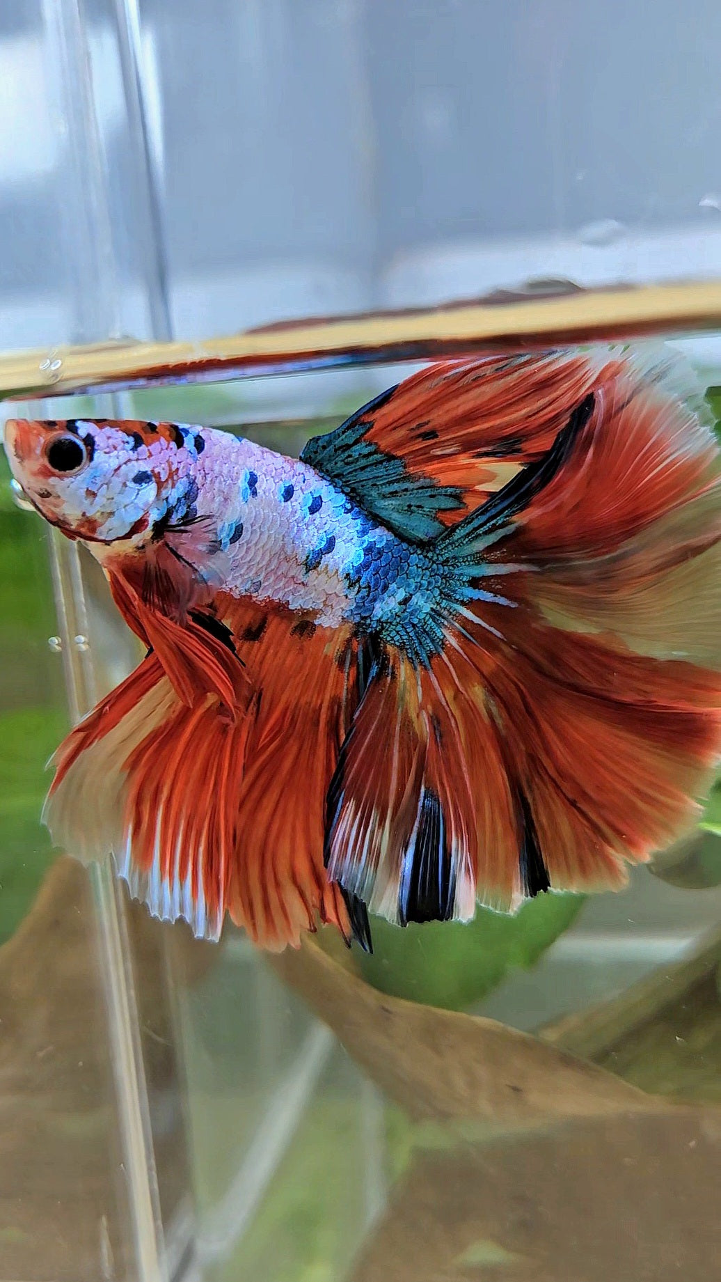 LUXURY HALFMOON OVER ROSETAIL ORANGE FANCY SUPER MULTICOLOR BETTA FISH