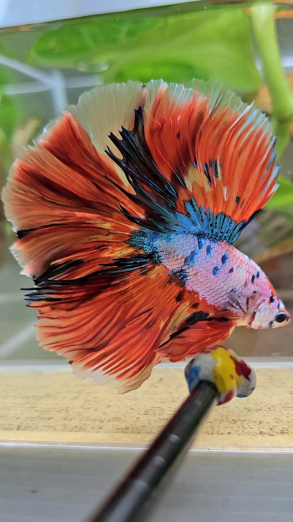 LUXURY HALFMOON OVER ROSETAIL ORANGE FANCY SUPER MULTICOLOR BETTA FISH