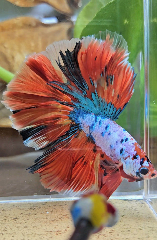 LUXURY HALFMOON OVER ROSETAIL ORANGE FANCY SUPER MULTICOLOR BETTA FISH