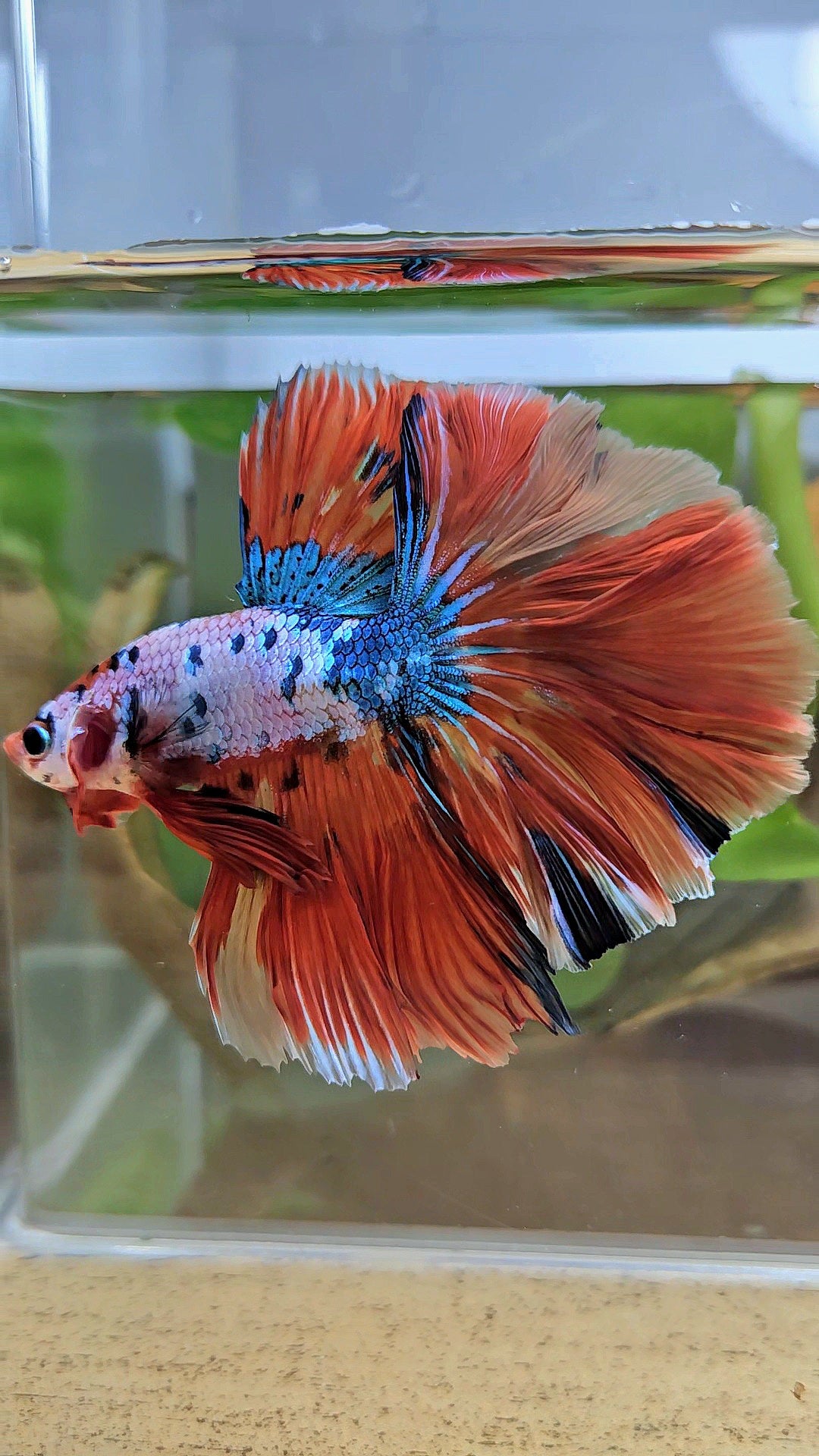 LUXURY HALFMOON OVER ROSETAIL ORANGE FANCY SUPER MULTICOLOR BETTA FISH