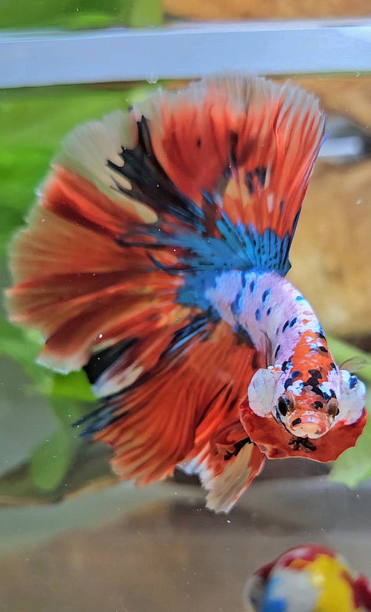 LUXURY HALFMOON OVER ROSETAIL ORANGE FANCY SUPER MULTICOLOR BETTA FISH