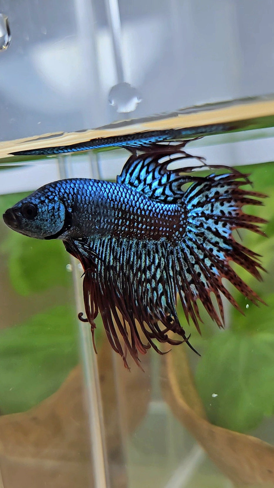 LUXURY CROWNTAIL ALIEN GREEN HYBRID WILD BETTA FISH