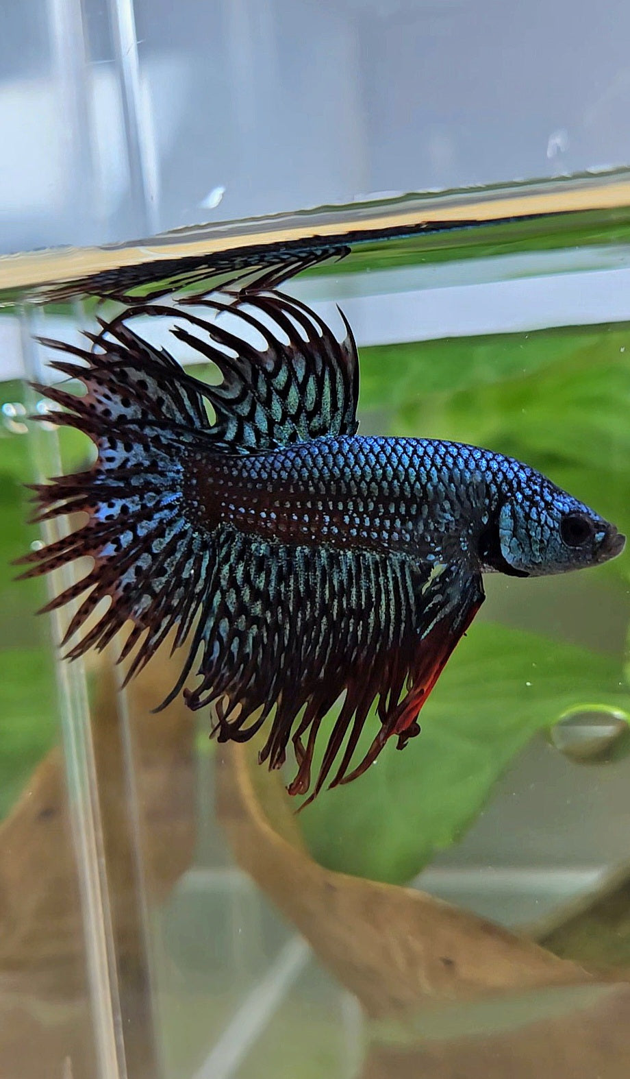 LUXURY CROWNTAIL ALIEN GREEN HYBRID WILD BETTA FISH