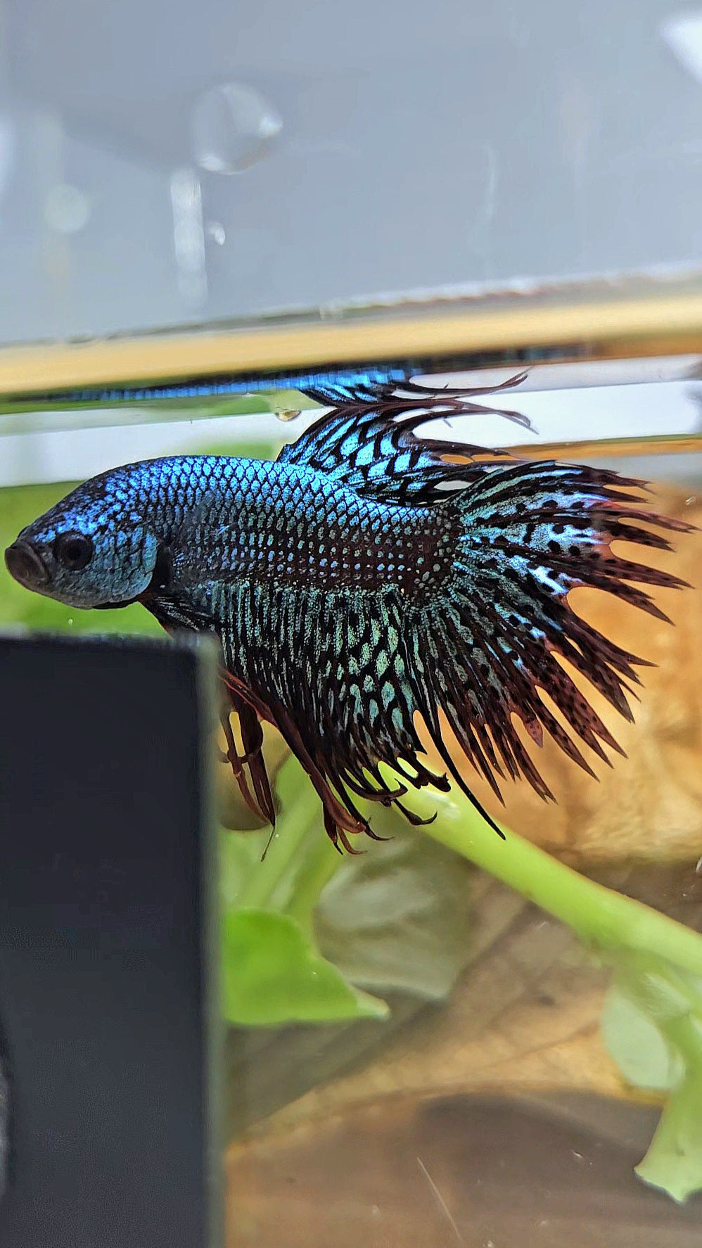 LUXURY CROWNTAIL ALIEN GREEN HYBRID WILD BETTA FISH