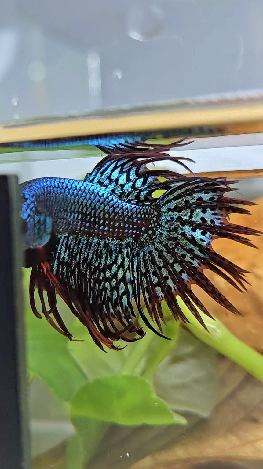 LUXURY CROWNTAIL ALIEN GREEN HYBRID WILD BETTA FISH
