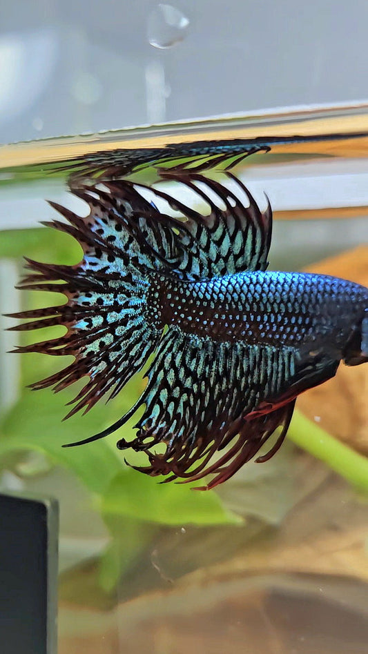 LUXURY CROWNTAIL ALIEN GREEN HYBRID WILD BETTA FISH