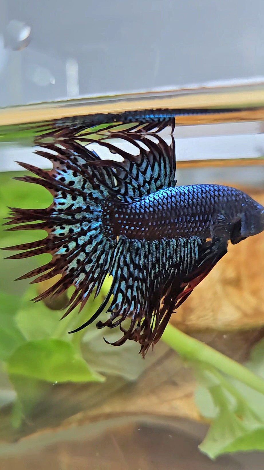 LUXURY CROWNTAIL ALIEN GREEN HYBRID WILD BETTA FISH