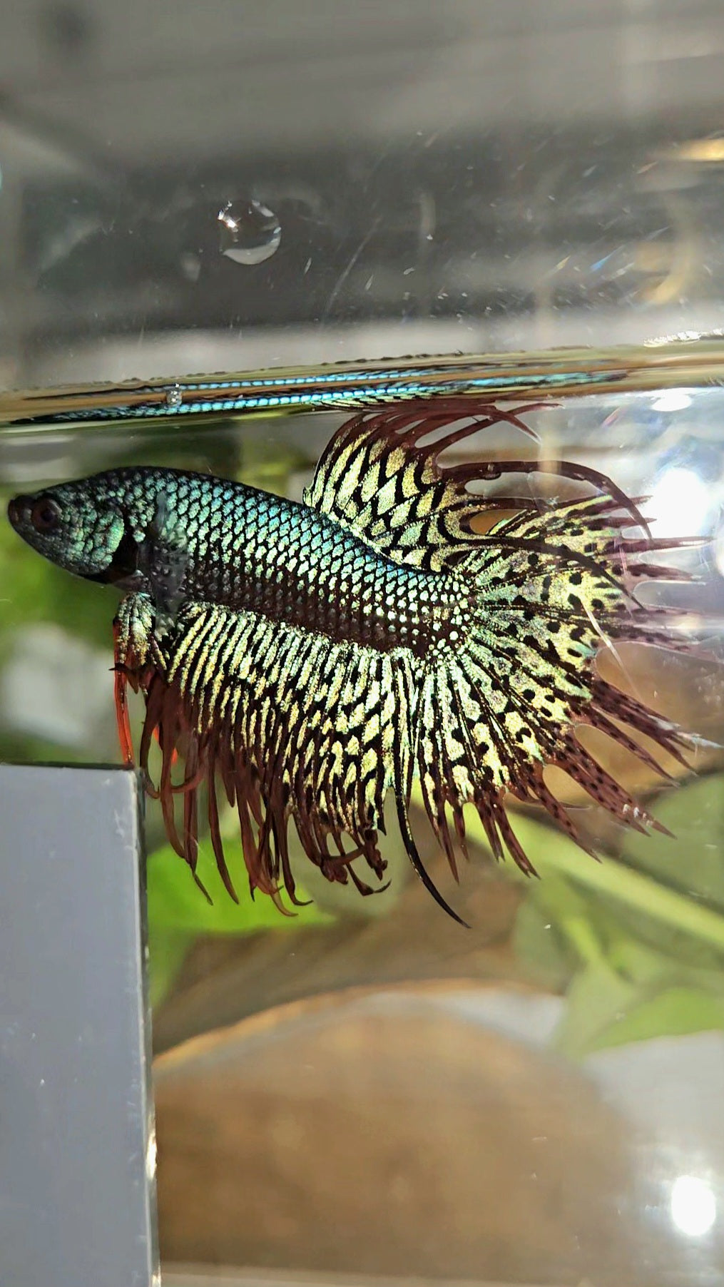 LUXURY CROWNTAIL ALIEN GREEN HYBRID WILD BETTA FISH