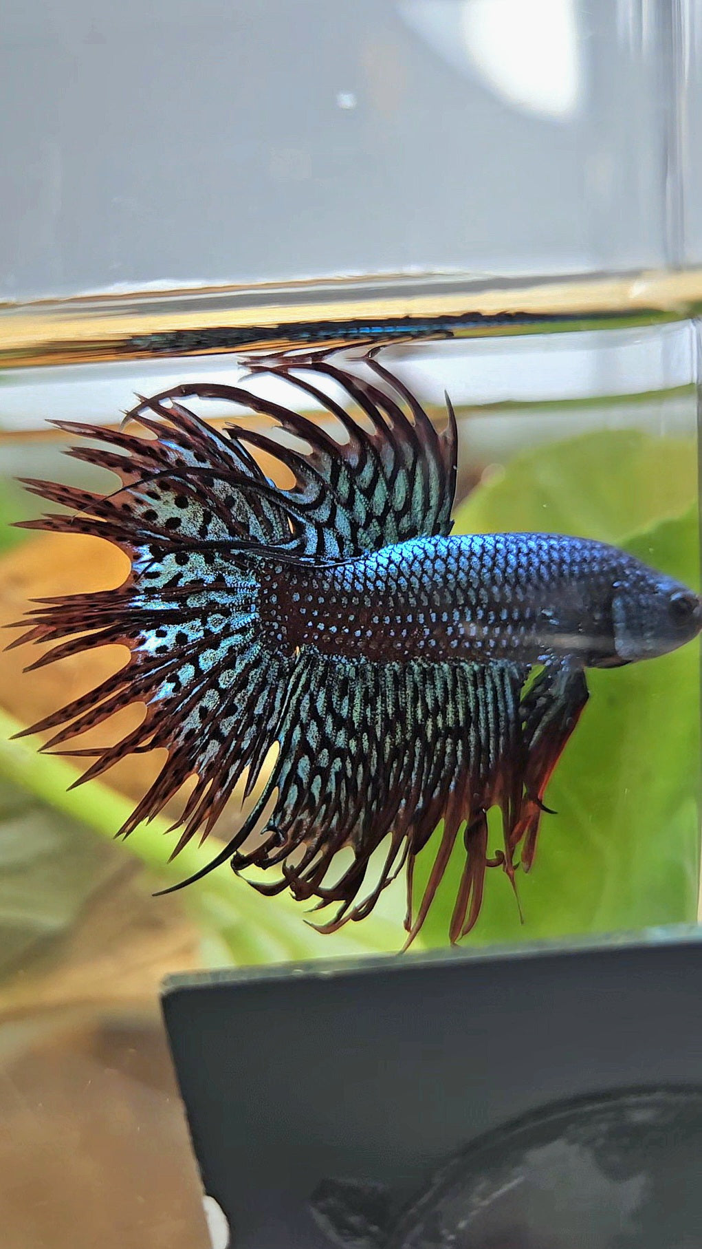 LUXURY CROWNTAIL ALIEN GREEN HYBRID WILD BETTA FISH