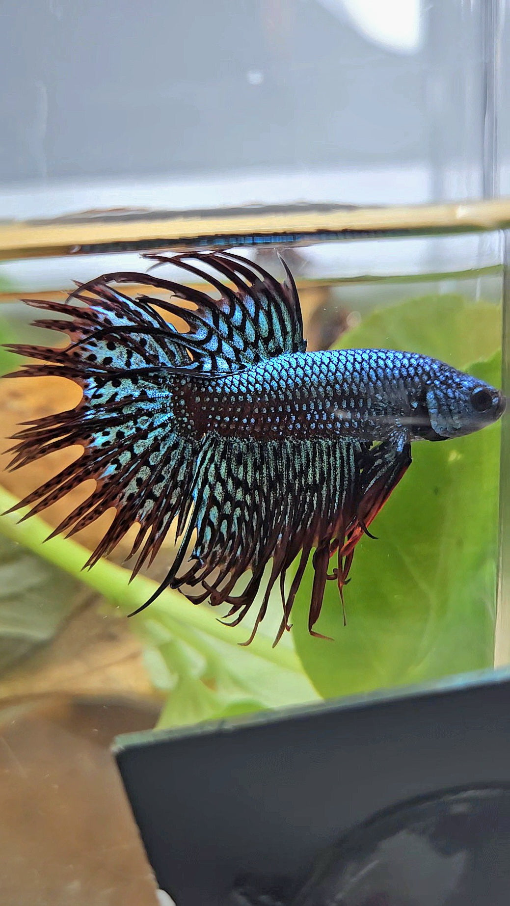 LUXURY CROWNTAIL ALIEN GREEN HYBRID WILD BETTA FISH