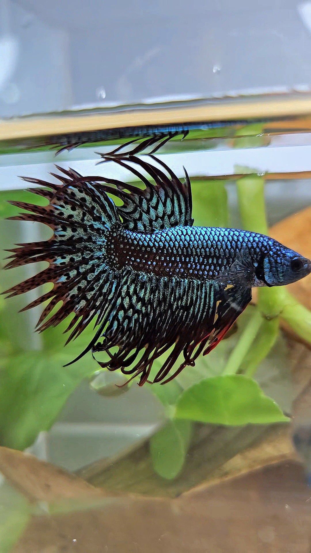 LUXURY CROWNTAIL ALIEN GREEN HYBRID WILD BETTA FISH