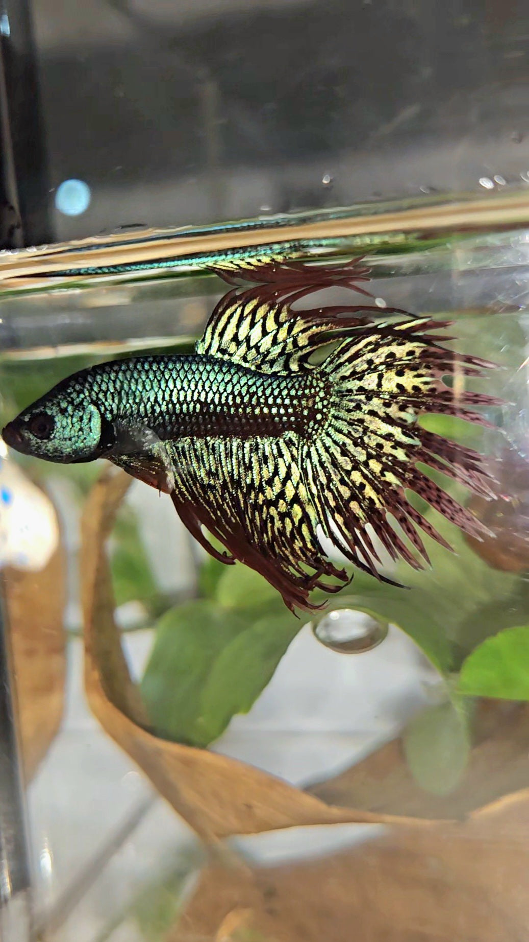 LUXURY CROWNTAIL ALIEN GREEN HYBRID WILD BETTA FISH