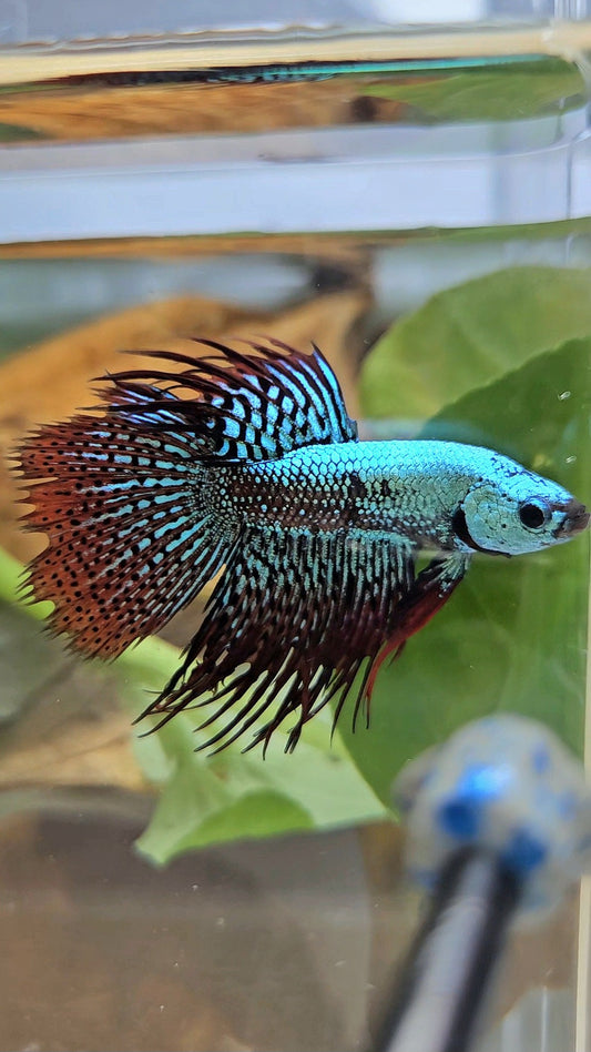 LUXURY CROWNTAIL ALIEN GREEN HYBRID WILD BETTA FISH