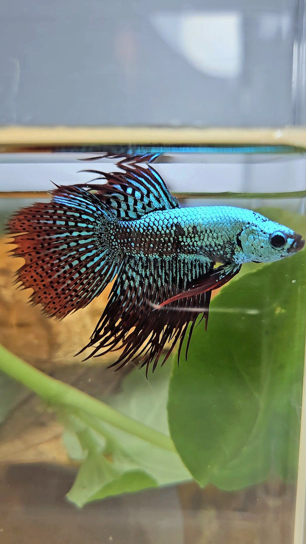 LUXURY CROWNTAIL ALIEN GREEN HYBRID WILD BETTA FISH