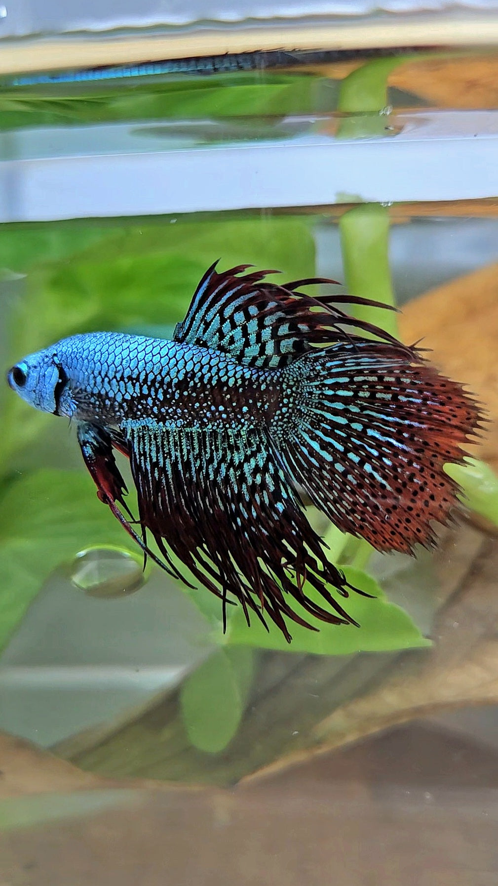 LUXURY CROWNTAIL ALIEN GREEN HYBRID WILD BETTA FISH