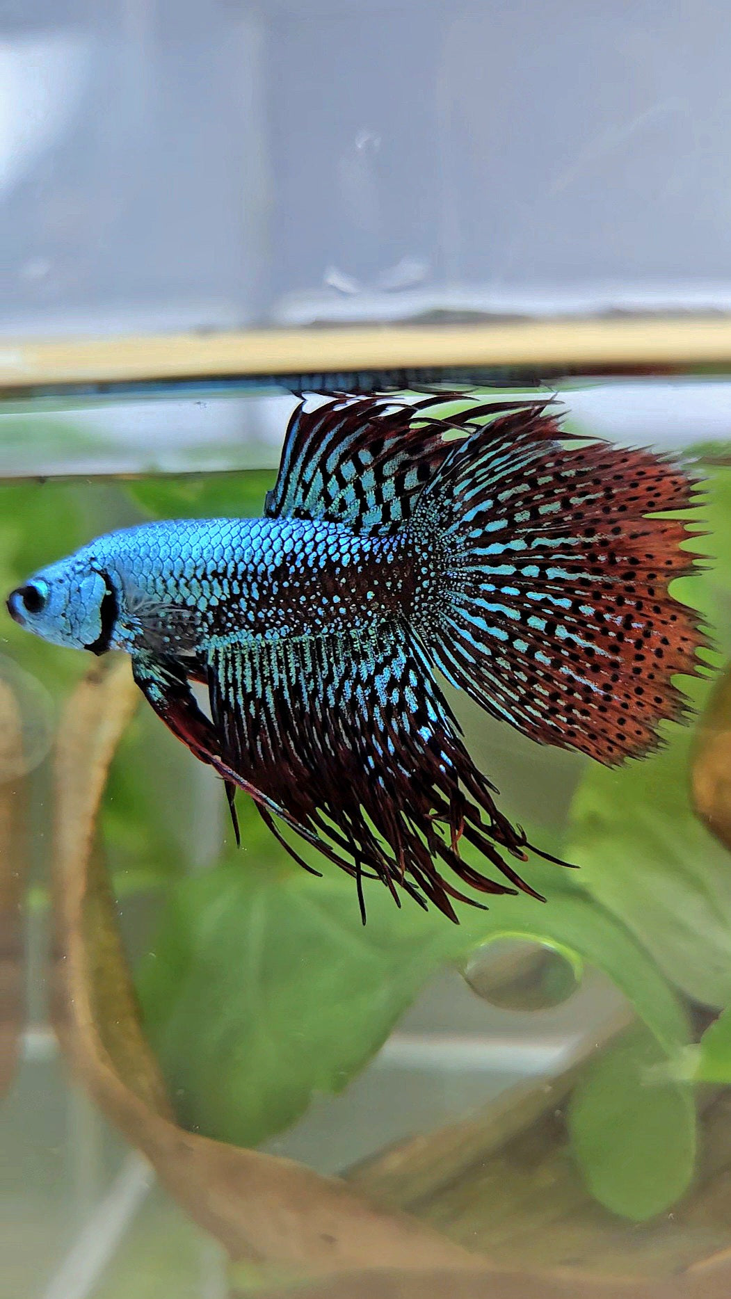 LUXURY CROWNTAIL ALIEN GREEN HYBRID WILD BETTA FISH