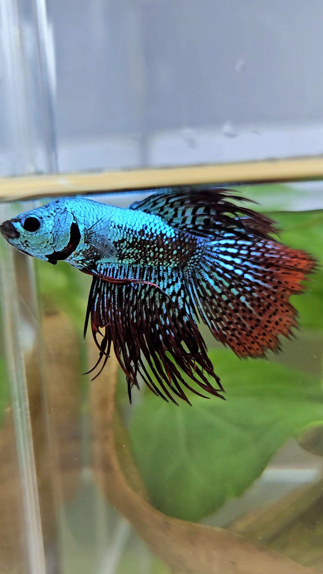 LUXURY CROWNTAIL ALIEN GREEN HYBRID WILD BETTA FISH
