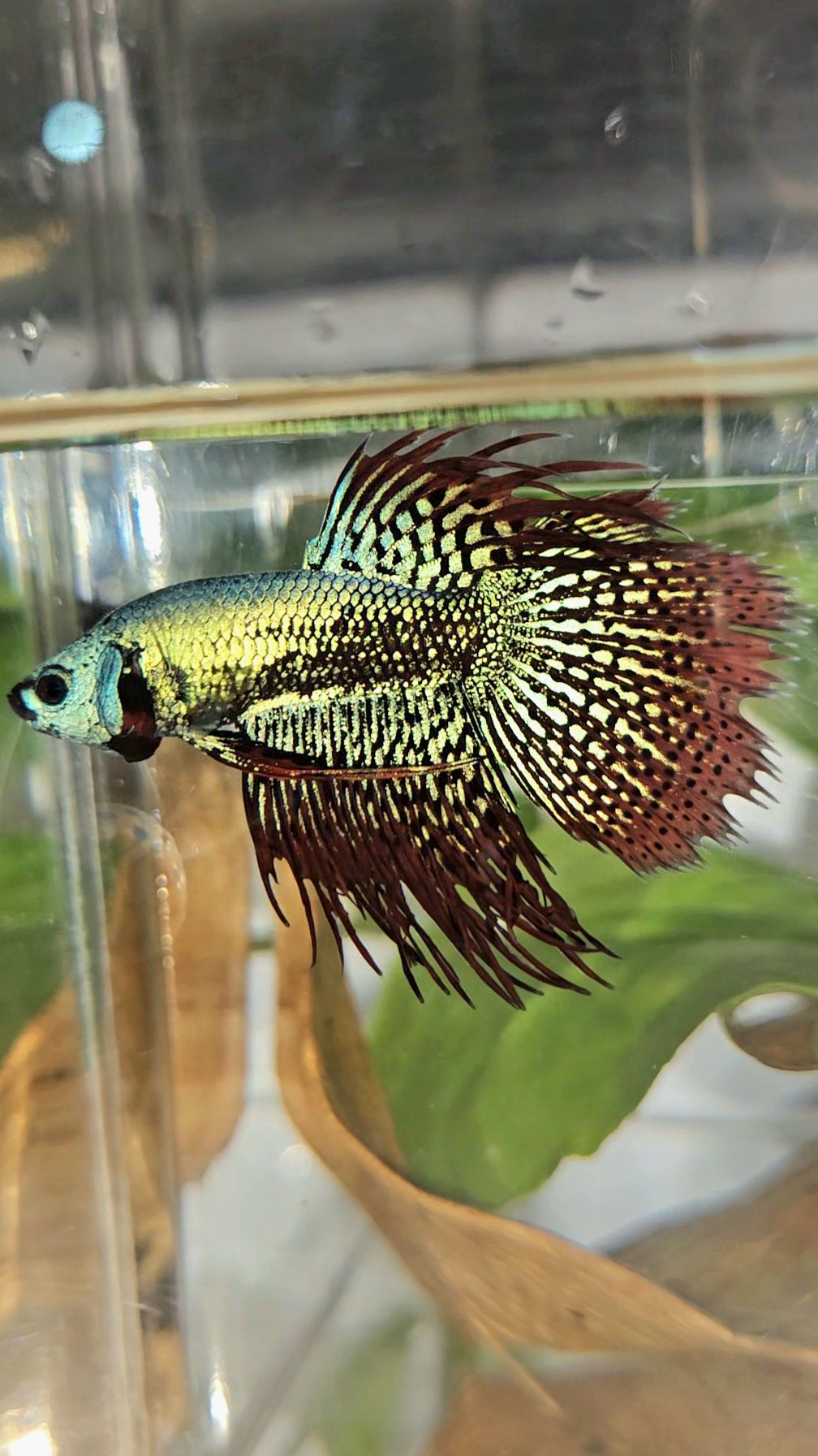 LUXURY CROWNTAIL ALIEN GREEN HYBRID WILD BETTA FISH