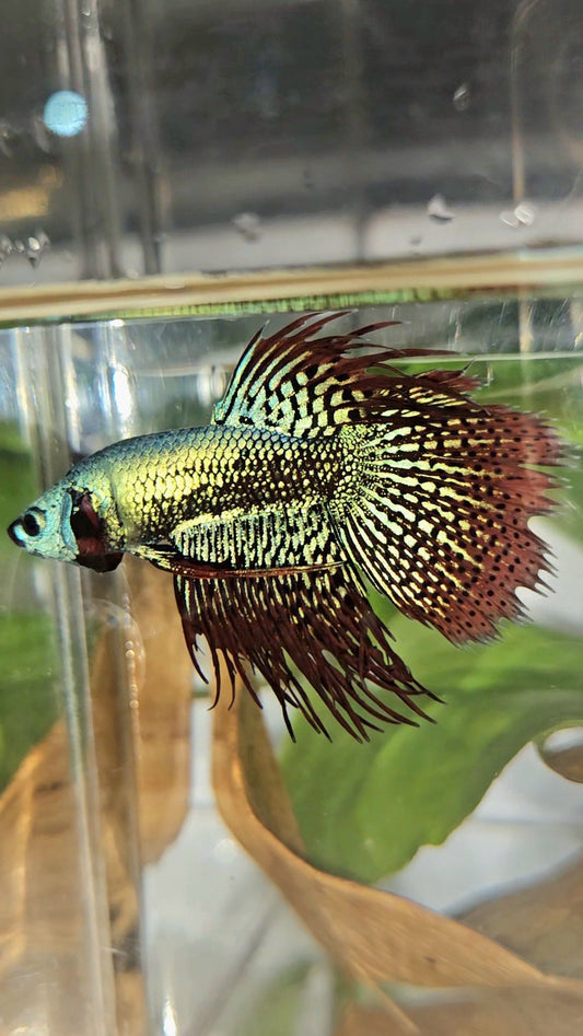 LUXURY CROWNTAIL ALIEN GREEN HYBRID WILD BETTA FISH