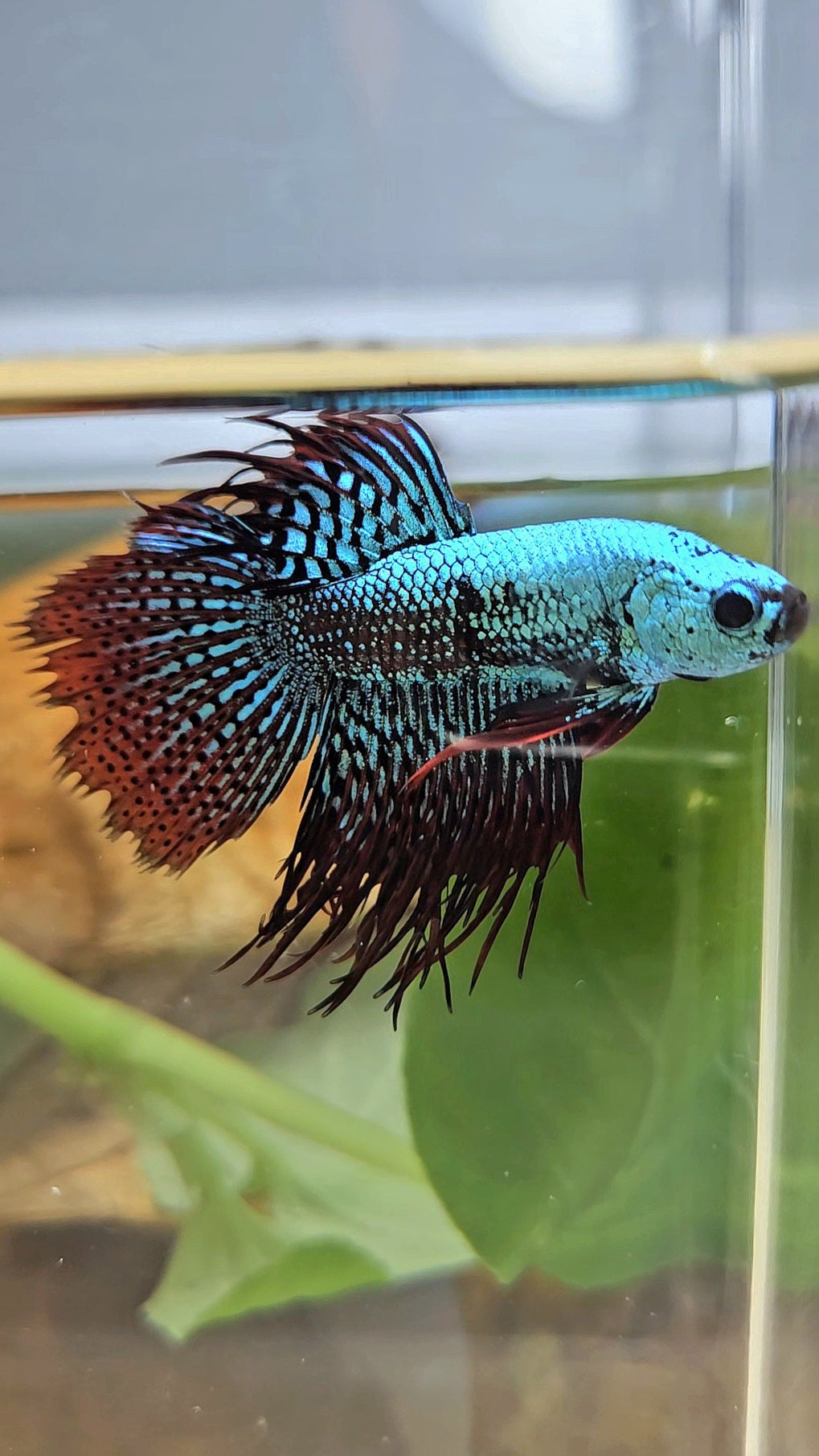 LUXURY CROWNTAIL ALIEN GREEN HYBRID WILD BETTA FISH