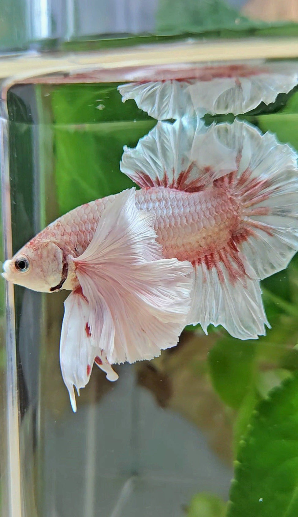 PLAKAT SUPER DUMBO EAR WHITE LAVENDER BETTA FISH