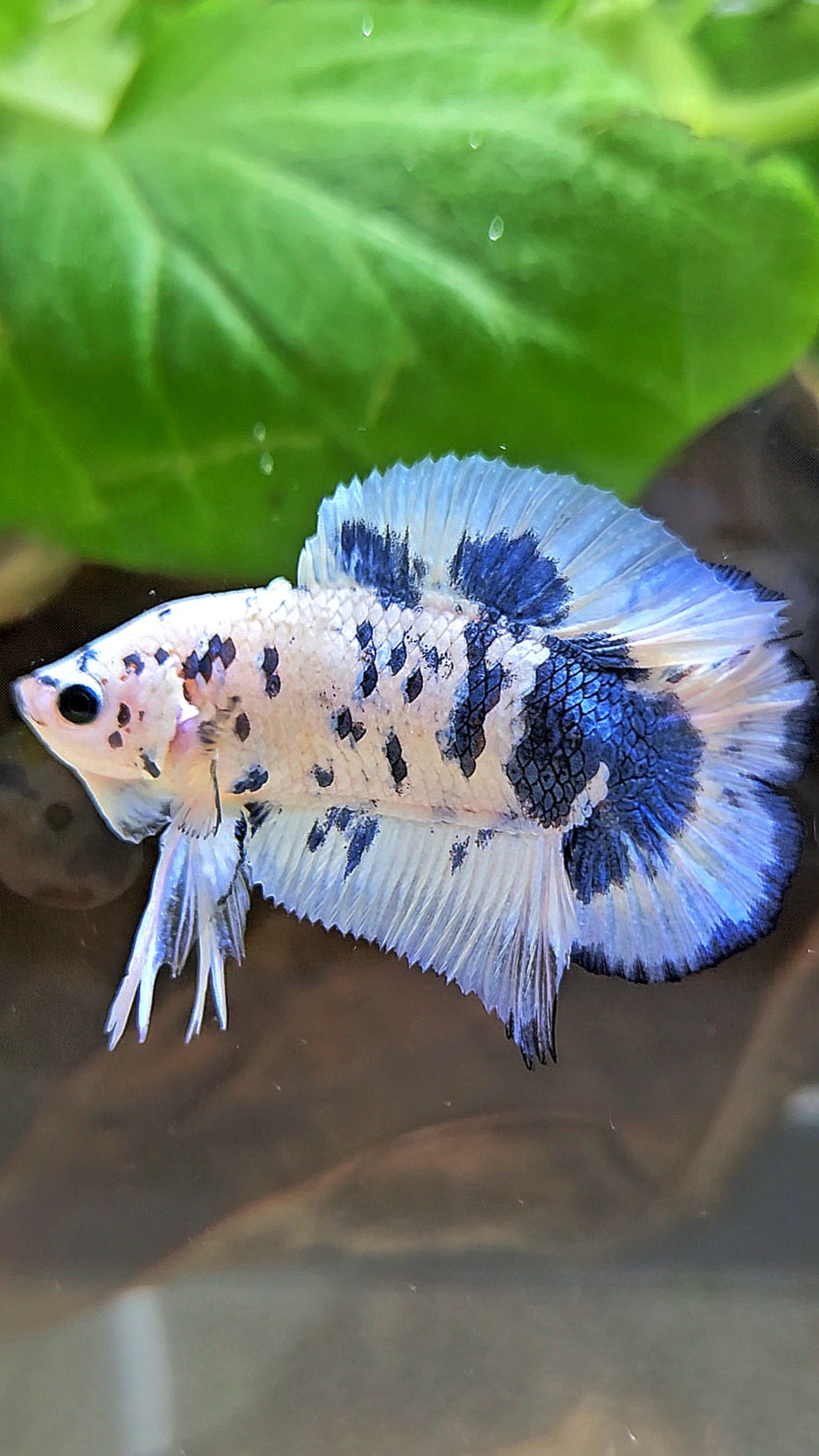 PLAKAT DOUBLE TAIL BLUE DOTS MARBLE SUPER BETTA FISH